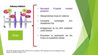 Wif
• Wnt inhibitory factor -1
• Interacción directa con Wnt (Wnt3a
–Wnt4 –Wnt5a – Wnt7a – Wnt9a –
Wnt11)
• Hace parte de ...