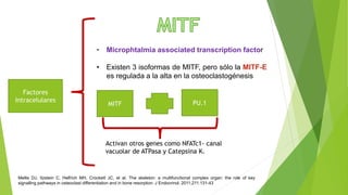 Factores
Intracelulares
• Microphtalmia associated transcription factor
• Existen 3 isoformas de MITF, pero sólo la MITF-E...