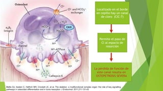 Catepsina K
• Enzima expresada por los osteoclastos
• Genera especies reactivas de oxígeno que
ayudan a la degradación de ...