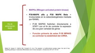 Vía de
señalización
RANK
• Factores de transcripción AP-1:
• Están bajo el control de JNKs (C – Jun - N
terminal kinases)
...