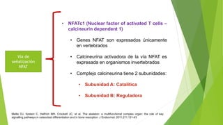 Vía de señalización
NFAT-Calcineurina
• Organiza una gran cantidad de sistemas
biológicos en respuesta al influjo de calci...