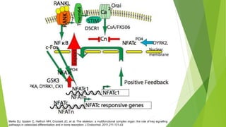 Vía de señalización
NFAT-Calcineurina
• Esta vía juega un papel fundamental en la
homeostasis ósea manteniendo un balance
...