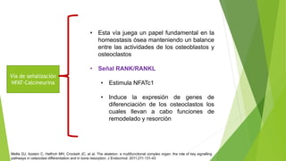 Vía de señalización
NFAT-Calcineurina
• 1990: con estudios de ratones knockout de c-Fos
• Se encontró que la perdida de es...