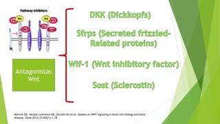 Dkk-1
• Inhibidor de la vía Wnt activo en diferentes
tejidos
• Líneas de investigación sugieren que regula
la masa ósea en...
