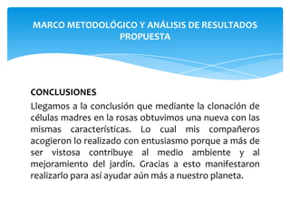 MARCO METODOLÓGICO Y ANÁLISIS DE RESULTADOS
PROPUESTA

CONCLUSIONES
Llegamos a la conclusión que mediante la clonación de
células madres en la rosas obtuvimos una nueva con las
mismas características. Lo cual mis compañeros
acogieron lo realizado con entusiasmo porque a más de
ser vistosa contribuye al medio ambiente y al
mejoramiento del jardín. Gracias a esto manifestaron
realizarlo para así ayudar aún más a nuestro planeta.

 