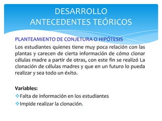 DESARROLLO
ANTECEDENTES TEÓRICOS
PLANTEAMIENTO DE CONJETURA O HIPÓTESIS
Los estudiantes quienes tiene muy poca relación con las
plantas y carecen de cierta información de cómo clonar
células madre a partir de otras, con este fin se realizó La
clonación de células madres y que en un futuro lo pueda
realizar y sea todo un éxito.
Variables:
Falta de información en los estudiantes
Impide realizar la clonación.

 