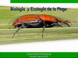 Biología  y Ecología de la Plaga   Curso Poda de Palmeras Tenerife, julio de 2007 