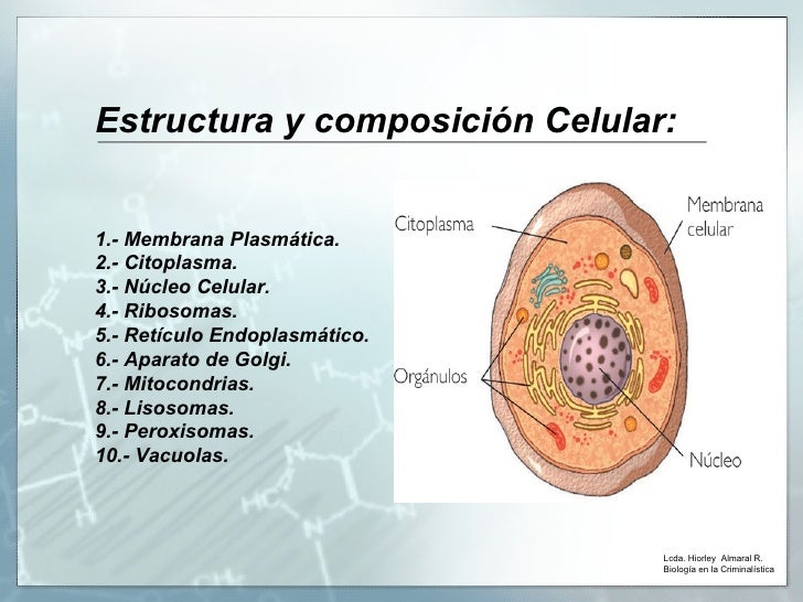 Biología forense, organelos del citosol Biología forense, organelos del citosol