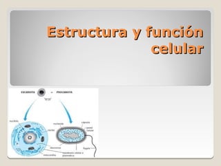 Estructura y función
              celular
 