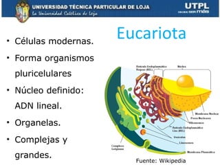 Eucariota• Células modernas.
• Forma organismos
pluricelulares
• Núcleo definido:
ADN lineal.
• Organelas.
• Complejas y
grandes.
Fuente: Wikipedia
 