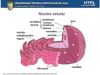 12
Núcleo celular
http://www.javeriana.edu.co/Facultades/Ciencias/neurobioquimica/libros/celular/nucleo.html
 