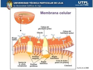 13
Membrana celular
Curtis et al 2008
 