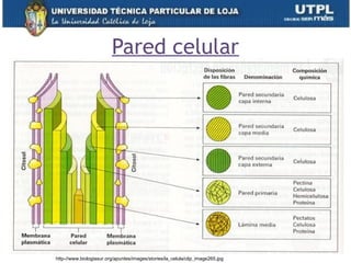 Pared celular
14
http-//www.biologiasur.org/apuntes/images/stories/la_celula/clip_image265.jpg
 