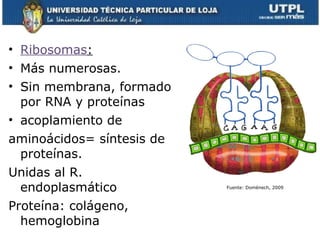• Ribosomas:
• Más numerosas.
• Sin membrana, formado
por RNA y proteínas
• acoplamiento de
aminoácidos= síntesis de
proteínas.
Unidas al R.
endoplasmático
Proteína: colágeno,
hemoglobina 16
Fuente: Domènech, 2009
 