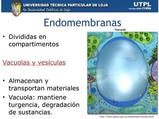 Endomembranas
• Divididas en
compartimentos
Vacuolas y vesículas
• Almacenan y
transportan materiales
• Vacuola: mantiene
turgencia, degradación
de sustancias. 17
http://linux.ajusco.upn.mx/fotosintesis/vacuola.html
 