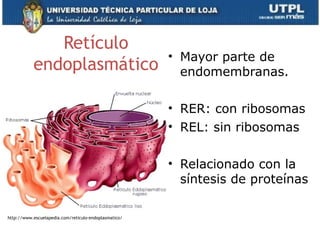 Retículo
endoplasmático
• Mayor parte de
endomembranas.
• RER: con ribosomas
• REL: sin ribosomas
• Relacionado con la
síntesis de proteínas
18
http://www.escuelapedia.com/reticulo-endoplasmatico/
 