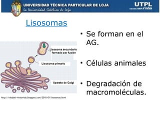 Lisosomas
• Se forman en el
AG.
• Células animales
• Degradación de
macromoléculas.
20
http://rakybel-vivalavida.blogspot.com/2010/01/lisosomas.html
 