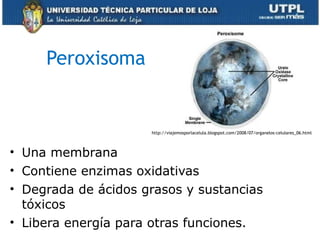 Peroxisoma
• Una membrana
• Contiene enzimas oxidativas
• Degrada de ácidos grasos y sustancias
tóxicos
• Libera energía para otras funciones. 21
http://viajemosporlacelula.blogspot.com/2008/07/organelos-celulares_06.html
 