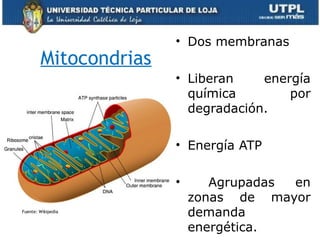 Mitocondrias
• Dos membranas
• Liberan energía
química por
degradación.
• Energía ATP
• Agrupadas en
zonas de mayor
demanda
energética.
Fuente: Wikipedia
 