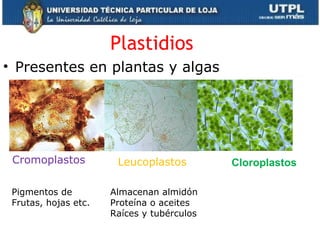 Plastidios
• Presentes en plantas y algas
Cloroplastos
Almacenan almidón
Proteína o aceites
Raíces y tubérculos
Pigmentos de
Frutas, hojas etc.
LeucoplastosCromoplastos
 