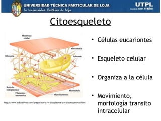 Citoesqueleto
• Células eucariontes
• Esqueleto celular
• Organiza a la célula
• Movimiento,
morfología transito
intracelular 24
http://www.edukativos.com/preparatoria/el-citoplasma-y-el-citoesqueleto.html
 
