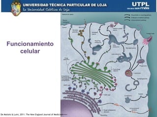 25
Funcionamiento
celular
De Matteis & Luini, 2011. The New England Journal of Medicine
 