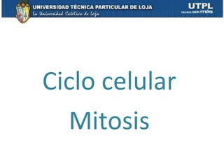 Ciclo celular
Mitosis
 