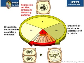 Crecimiento,
duplicación de
organelas y
centriolos
Replicación
del ADN,
síntesis de
histonas y
proteínas
Ensamble de
estructuras
asociadas con
la mitosis
http://www.biologia.edu.ar/cel_euca/ciclo.htm
 