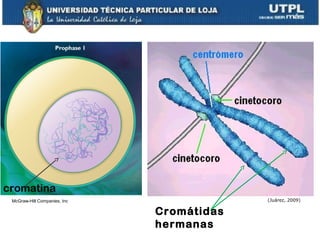Cromátidas
hermanas
(Juárez, 2009)McGraw-Hill Companies, Inc
cromatina
 