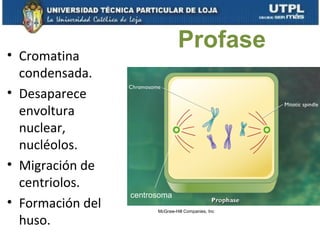 • Cromatina
condensada.
• Desaparece
envoltura
nuclear,
nucléolos.
• Migración de
centriolos.
• Formación del
huso.
Profase
McGraw-Hill Companies, Inc
centrosoma
 