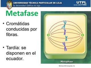 Metafase
• Cromátidas
conducidas por
fibras.
• Tardía: se
disponen en el
ecuador.
McGraw-Hill Companies, Inc
 