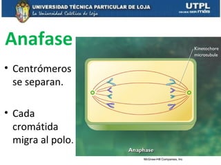 Anafase
• Centrómeros
se separan.
• Cada
cromátida
migra al polo.
McGraw-Hill Companies, Inc
 