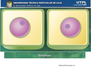Telofase
• El huso se dispersa.
• Envolturas nucleares.
• Descondensa cromatina.
• Misma cantidad de información
• Citocinecis
McGraw-Hill Companies, Inc
 