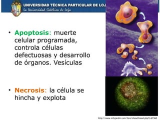 • Apoptosis: muerte
celular programada,
controla células
defectuosas y desarrollo
de órganos. Vesículas
• Necrosis: la célula se
hincha y explota
37
http://www.infojardin.com/foro/showthread.php?t=67368
 