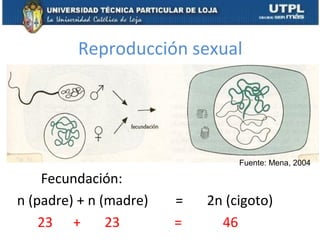 Reproducción sexual
Fecundación:
n (padre) + n (madre) = 2n (cigoto)
23 + 23 = 46
Fuente: Mena, 2004
 