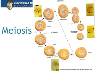 Meiosis
39
http://labbio.bligoo.com/content/view/441694/Meiosis.html
 