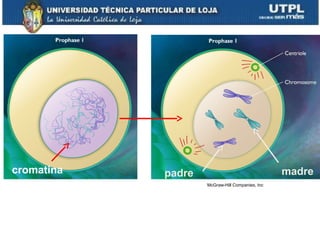 cromatina padre madre
McGraw-Hill Companies, Inc
 