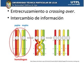• Entrecruzamiento o crossing over.
• Intercambio de información
padre madre
homólogos
http://www.sciencelearn.org.nz/Contexts/Uniquely-Me/Sci-Media/Images/Chromosomes-crossing-over
 
