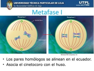 Metafase I
• Los pares homólogos se alinean en el ecuador.
• Asocia el cinetocoro con el huso.
McGraw-Hill Companies, Inc
 