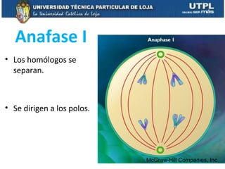 Anafase I
• Los homólogos se
separan.
• Se dirigen a los polos.
McGraw-Hill Companies, Inc
 
