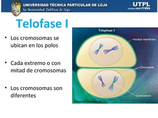 Telofase I
• Los cromosomas se
ubican en los polos
• Cada extremo o con
mitad de cromosomas
• Los cromosomas son
diferentes
McGraw-Hill Companies, Inc
 