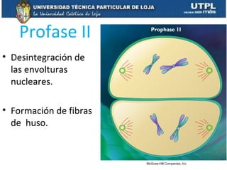 Profase II
• Desintegración de
las envolturas
nucleares.
• Formación de fibras
de huso.
McGraw-Hill Companies, Inc
 