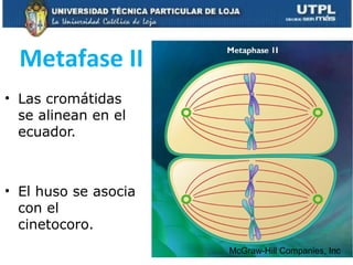 Metafase II
• Las cromátidas
se alinean en el
ecuador.
• El huso se asocia
con el
cinetocoro.
McGraw-Hill Companies, Inc
 