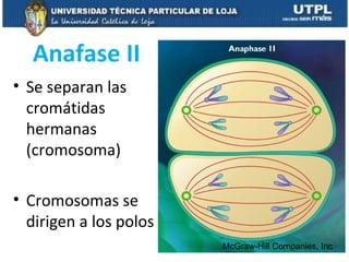 Anafase II
• Se separan las
cromátidas
hermanas
(cromosoma)
• Cromosomas se
dirigen a los polos
McGraw-Hill Companies, Inc
 