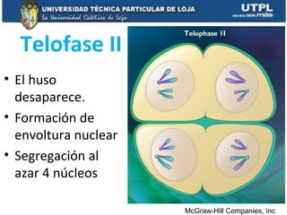 Telofase II
• El huso
desaparece.
• Formación de
envoltura nuclear
• Segregación al
azar 4 núcleos
McGraw-Hill Companies, Inc
 