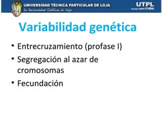 Variabilidad genética
• Entrecruzamiento (profase I)
• Segregación al azar de
cromosomas
• Fecundación
 