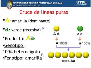 Cruce de líneas puras
•A: amarilla (dominante)
•a: verde (recesiva)
Producto: Aa:
•Genotipo :
100% heterocigoto
•Fenotipo: amarilla
 