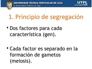 1. Principio de segregación
 Dos factores para cada
característica (gen).
 Cada factor es separado en la
formación de gametos
(meiosis).
 
