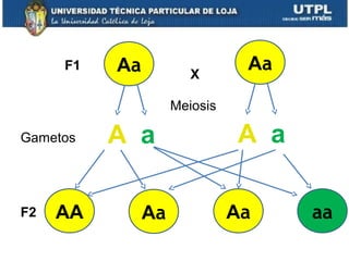 Aa X
A a A a
Aa
AA Aa Aa aa
F1
F2
Gametos
Meiosis
 
