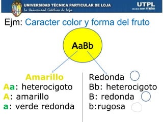 Ejm: Caracter color y forma del fruto
AaBb
Amarillo
Aa: heterocigoto
A: amarillo
a: verde redonda
Redonda
Bb: heterocigoto
B: redonda
b:rugosa
 